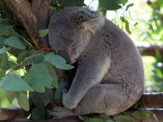 Koala sleeping tree head branch - aloysius okelly free wallpaper