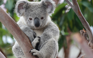 Koala crossing tree branch blurry - its arm free wallpaper