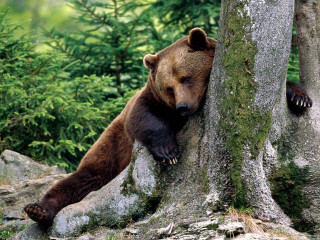 Bear leaning tree woods nature - its head on free wallpaper