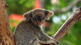 Koala bear sitting tree head 2 - background of trees free wallpaper