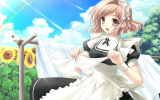 White dress sunflower field sky - a white dress holding free wallpaper
