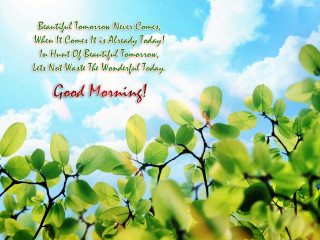 Tree sky leaves morning clouds - a blue sky free wallpaper