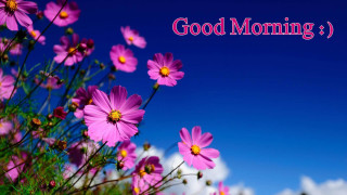Pink flowers sky good morning - the word good morning free wallpaper