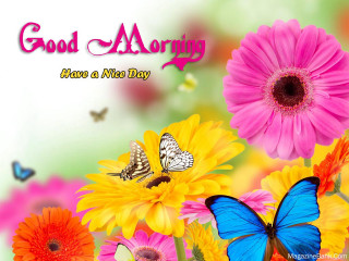 Colorful flower butterfly morning message - good free wallpaper