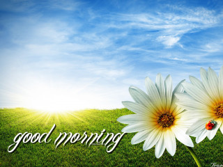 White flowers ladybug grass sky - two white flower free wallpaper