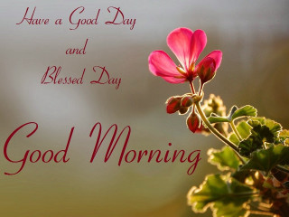 Pink flower morning butterfly english - good free wallpaper