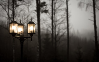 Woods lights pole fog trees - a pole free wallpaper