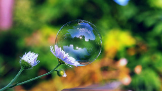 Flower reflection sky green leaf - buckminster fuller free wallpaper