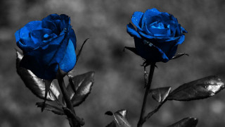 Blue roses water droplets black - gray free wallpaper for desktop