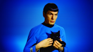 Man blue shirt black cat - bedwyr williams free wallpaper
