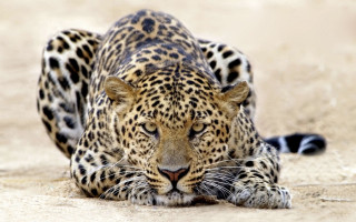 Leopard laying ground eyes closed - its eye free wallpaper