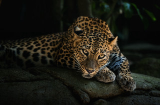 Leopard rock dark closed eyes 2 - its paw free wallpaper
