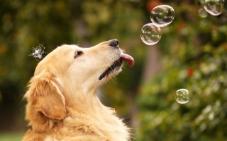 Dog blowing bubbles mouth open 2 - outside free wallpaper
