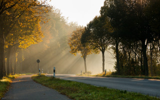 Sunny street light trees sign - magical free wallpaper for desktop