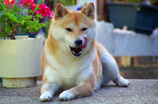 Dog laying ground potted plant - a dog free wallpaper