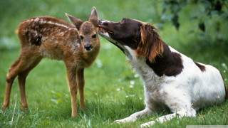Dog deer grass licking nose - its mouth free wallpaper