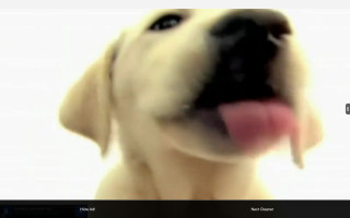 Blurry dog face tongue out - its tongue free wallpaper