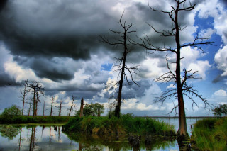 Swampy dead trees cloudy sky - swampy free wallpaper