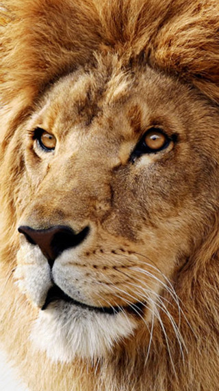 Lion closeup white background black - animal photography free wallpaper