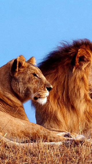 Two lions dry grass hill - free animals wallpaper