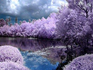 Lake purple trees bushes cloudy - impressionist free wallpaper
