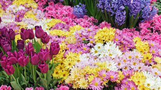 Flowers field grass blooming together - a bunch of flowers free wallpaper