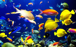 Fish group aquarium blue water - damien hirst free wallpaper