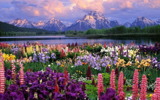 Flower field mountains lake clouds 2 - impressionist free wallpaper