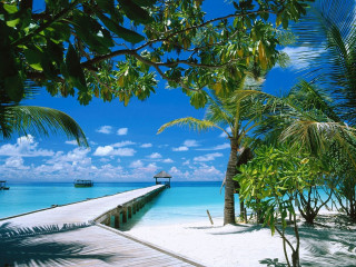 Pier beach boat palm trees - the water and palm trees free wallpaper