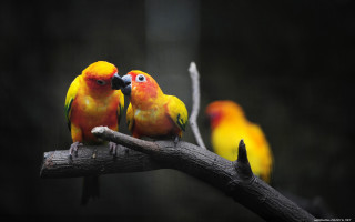 Colorful birds sitting branch tree 6 - two colorful bird free wallpaper