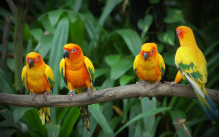 Colorful birds sitting branch forest - a forest setting free wallpaper