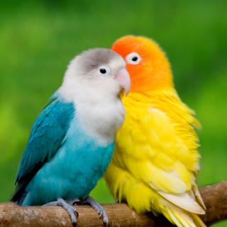 Colorful birds sitting branch tree - bird free wallpaper