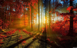 Forest trail sunbeam red leaves - volumetric free wallpaper