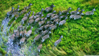 Zebras herd grass field water 2 - a stream running free wallpaper