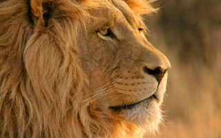 Lion closeup blurry background grass - the background free wallpaper