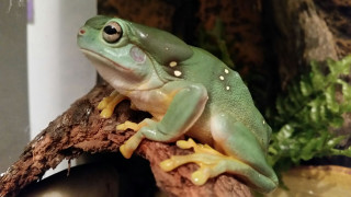 Frog branch plant leaf rococo - a frog free wallpaper