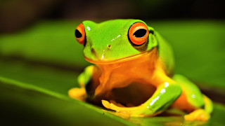 Frog orange eyes leaf green - a frog free wallpaper