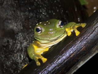 Frog yellow belly blue eyes - a frog free wallpaper