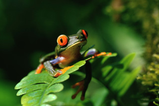 Frog orange eyes leaf green 2 - free nature wallpaper