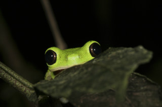 Green frog black eyes sitting 2 - a sad look free wallpaper