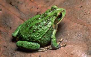 Green frog leaf ground illustration - an illustration of free wallpaper