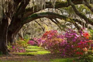 Tree lined path flower canopy 2 - mossy free wallpaper