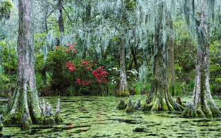 Swamp moss red flowers trees - the water and trees free wallpaper