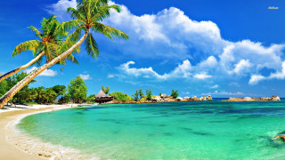 Beach palm tree blue sky 14 - the water free wallpaper