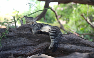 Cat laying tree branch woods - the wood free wallpaper