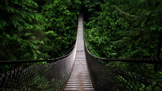 Suspension bridge forest trees walkway 3 - a walkway free wallpaper