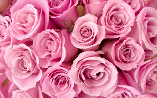 Pink roses bouquet flowers beautiful - the petal free wallpaper