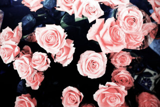 Pink roses bouquet black background 2 - a white frame free wallpaper