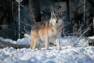 Wolf snow fenced outdoors nature - caspar wolf free wallpaper