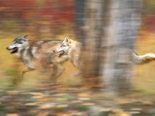 Two wolfs running forest fall - the ground and trees free wallpaper